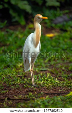 egret (ibis bubulcus) is a species of bird in the family Ardeidae and the smallest bird of the Kuntul-nation which is around 48 - 53 cm. This bird likes to look for food near buffaloes or grazing cows