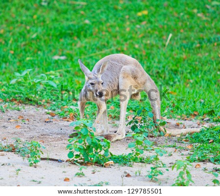 Red kangaroo and bennet's wallaby