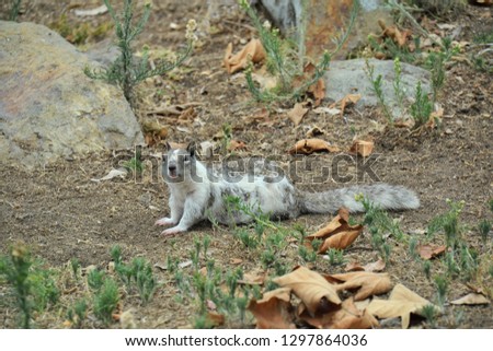 White and Grey Squirrel