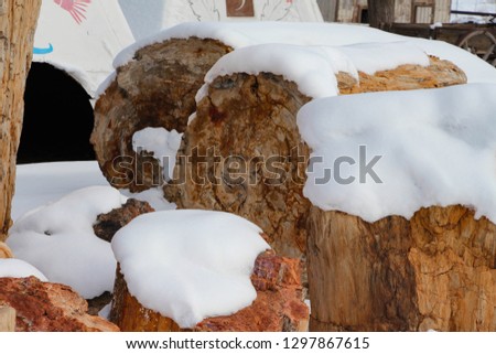 Snow Covered Petrified Wood