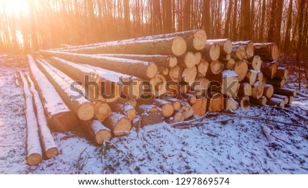 Stack a spruce logs. Damaged timber from The European Spruce Bark Beetle - Ips Typographus in Bohemian Forest. Firewood as a renewable energy source. Czech Republic, Central Europe.
