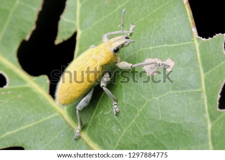Gold-dust beetle - Gold Dust Weevil hypomeces squamosus fabricius (Arthropoda: Insecta: Coleoptera: Curculionidae: Entiminae: Tanymecini: Piazomiina: Hypomeces squamosus) 

