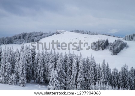 White winter landscape with snow, trees and blue - grey sky