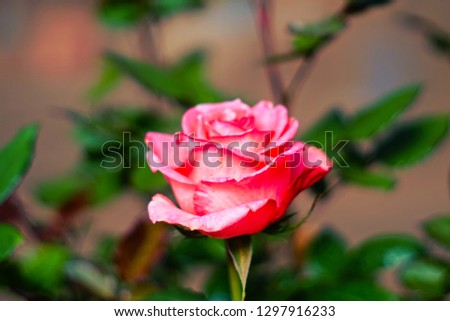 Rose flower of love