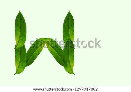 Green leaf letter W Background image, forest leaf letters/alphabet/characters constructed from green leaf white background and light green background