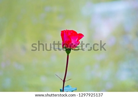 Rose flowers of love
