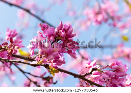 Blooming Cersis, blooming Judah tree against the blue sky, a beautiful pink-blue floral background.