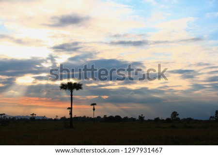 Evening weather, Silhouette sugar palm trees in the field with sun light are shone through the clouds look feel good.