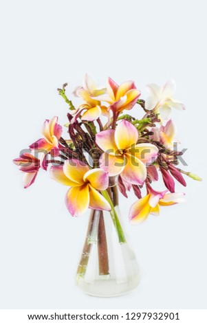 Close up of pink and yellow Plumeria or Frangipani (Hawaii, Hawaiian Lei Flower, Bali Indonesia, Shri-Lanka, Spa). The Pink and orange Frangipani flowers on vase  isolated on white background