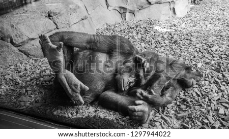 black and white picture of two gorillas, mother and baby. Bio park in Valencia, Spain