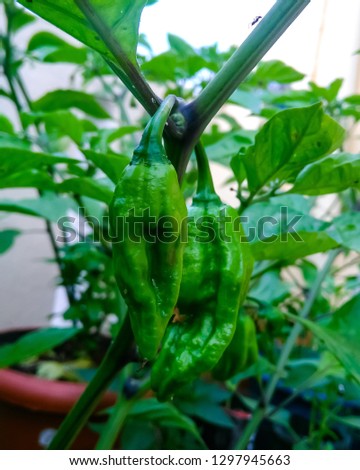 Naga king chilly. This picture has taken before it fully ripen.