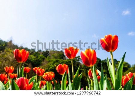 Beautiful tulips with blue sky background