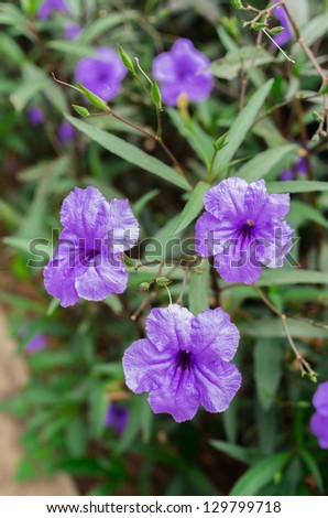 Purple flower, Ruellia is a genus of flowering plants.