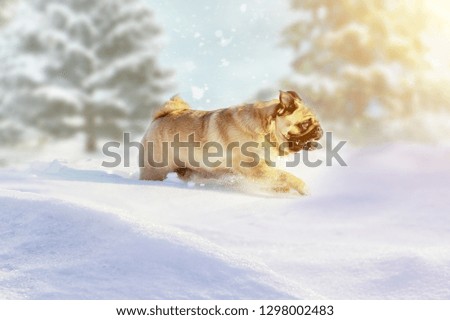 pug dog runs and plays in the winter forest on a Sunny frosty day. fabulous picture for postcards