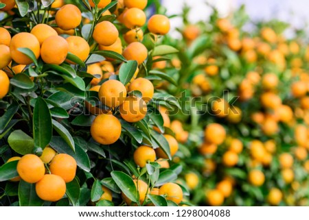 fruitful potting Mandarin oranges, which used as a ornamental plant during  Spring Festival (Chinese new year), is regarded as a symbol of "prosperous"  and "festive". Royalty-Free Stock Photo #1298004088