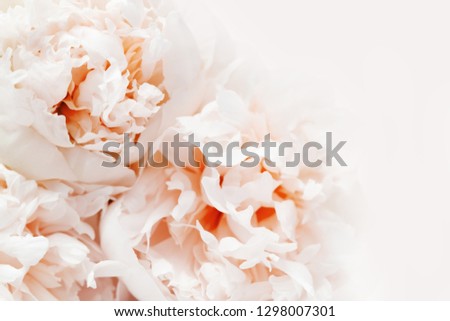 Floral background, close up photo of delicacy peonies. Living coral  colored flowery background with copy space.