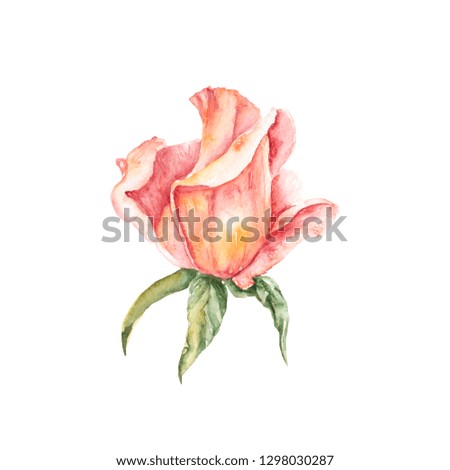 Hand painted watercolor illustration of coral rose flower with green leaves isolated on white background