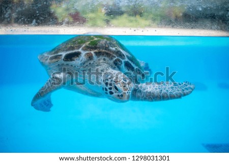 A sea turtle swimming near the surface of a body of water.  Sea turtle up close.  