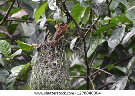 The Picture Of the Bird with nest