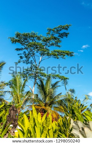 Blue bright tropical sky background. Sunny day. Bali island, Indonesia.