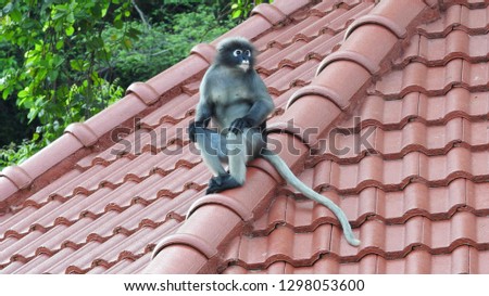 The dusky leaf monkey or spectacled Langur, among the cutest animals, lives in southern Thailand. They have large white colored circles around their eyes. The newborn monkeys are orange or yellow. 