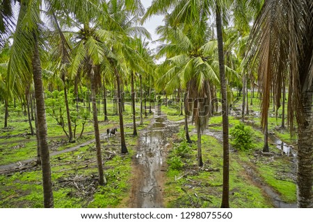 Wet mud roads with puddles between big green palm trees on the background of few country houses and rainy sky on Gili Trawangan island in Indonesia. There is a sad horse on the road. Horizontal.