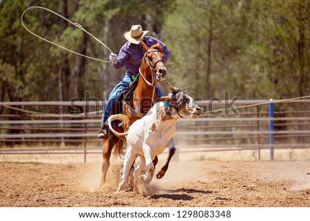 A cowboy riding a horse trying to lasso a running calf during a team event at a country rodeo Royalty-Free Stock Photo #1298083348