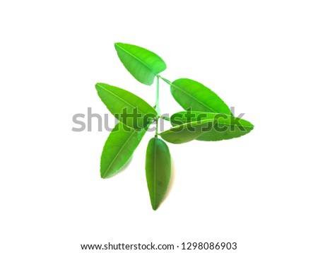 Close-up of lemon leaves, an economic plant on a white background