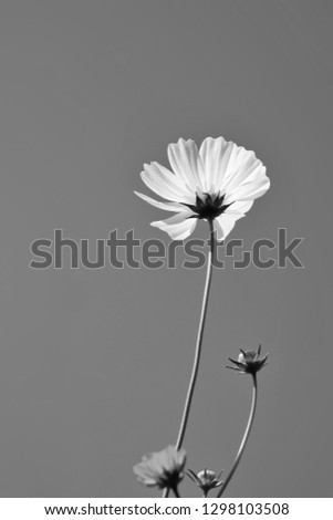 Black​ and​ white​ Cosmos flowers blooming beautifully in a vast field thailand​ with​ sunlight​ and​ blurred​ background​
