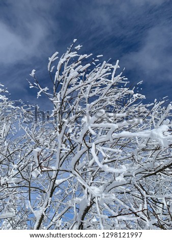 hoar-frost on tree branches in winter gainst blue sky with clouds