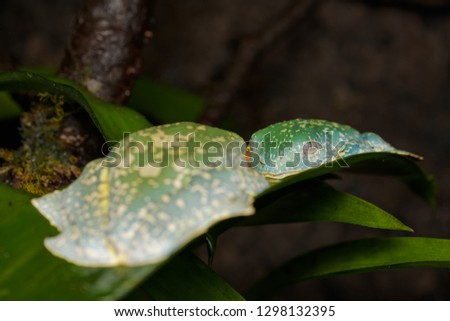 Closeup of a fringe tree frog on a leaf in the rainforest
