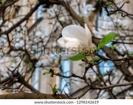 Blooming magnolia in winter