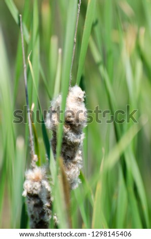 Detail of a bulrush in Bucharest Delta. This aquatic ecosystem is what remained of the communist project of Vacaresti lake which was supposed to be a regulatory project of Dambovita river.