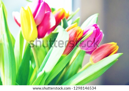 Spring flowers. Spring background. Greeting card for Valentine's Day Woman's Day and Mother's Day. 