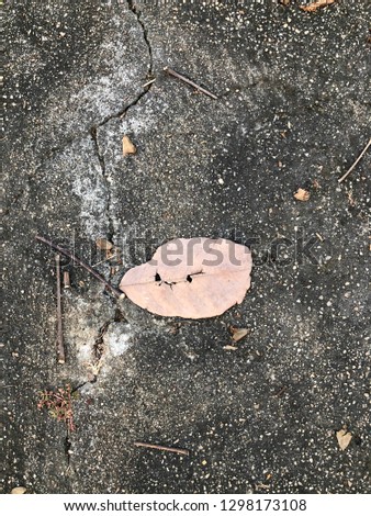 Funny face on dried leaf falls on cement ground  closeup blur background