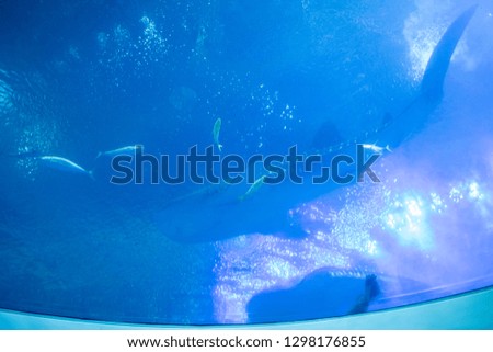A large whale shark.  Wheel sharks are one of the largest fish in the world.