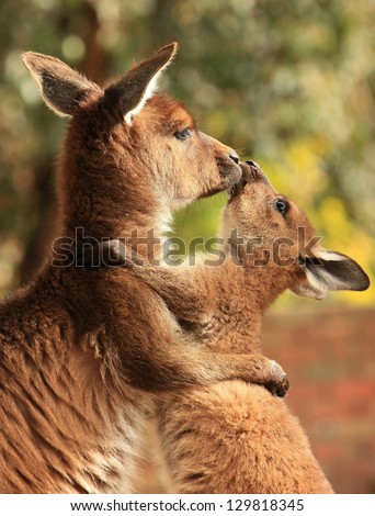 An adult female kangaroo hugging her joey.