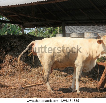 Get off the cow, the cow is ready to be born on the beef cattle farm in Tak province, Thailand.