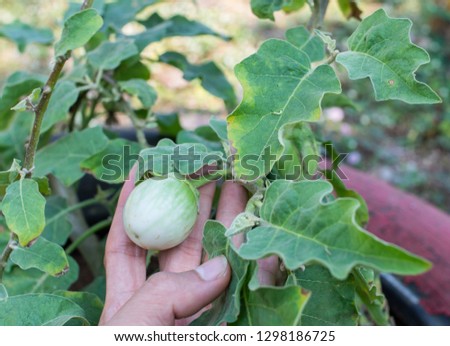 A hand examining eggplant, selective focused photo of gardening work 