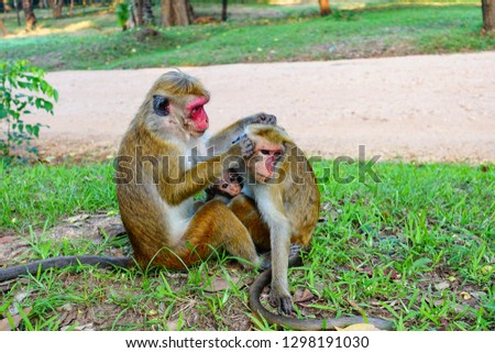 monkey(Macaca sinica) family in Polonnaruwa, Sri Lanka.
The mother is breastfeeding her baby, while the father is helping his wife tickle and see if there's any louse around her head.