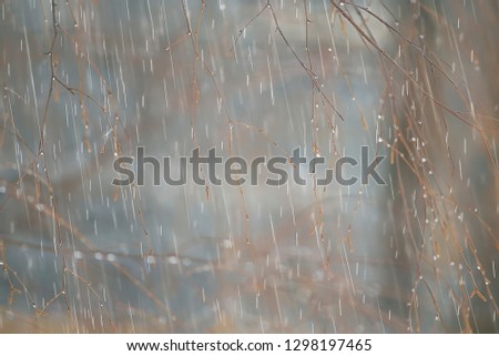 autumn landscape on a rainy day in a city park / yellow trees in the rain