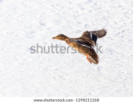 Duck in flight over white snow in winter .