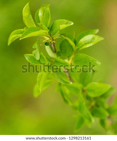 Young green leaves on a tree in spring .
