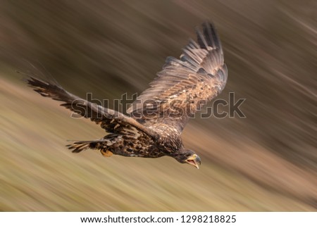 Beautiful fast flying big bird in nature. Panning shot, with blurred background. Amazing how fast and agile this animal is. Dangerous yet endangered.