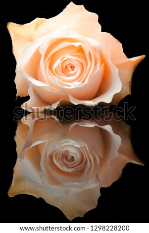 rose reflection with black background