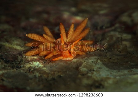 Nudibranch  Phestilla melanobrachia juv. (NSSI 1). Picture was taken in Lembeh Strait, Indonesia