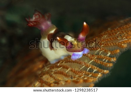 Nudibranch  Nembrotha chamberlaini. Picture was taken in Lembeh Strait, Indonesia