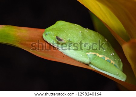 Red eyed tree frog on a bromeliad