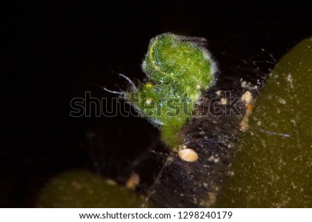 Little Green Shrimp (Phycocaris sp.). Picture was taken in Lembeh Strait, Indonesia
