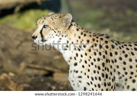Cheetah walking around
